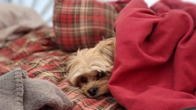 Ein kleiner Hund, der sich auf einem Sofa unter eine rote Decke verkriecht.